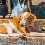 28812710652_323d69b410_k-compressed