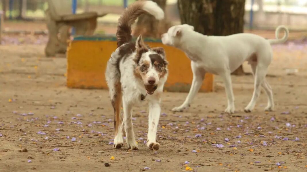 Design sem nome - 2026-01-06T173825.144