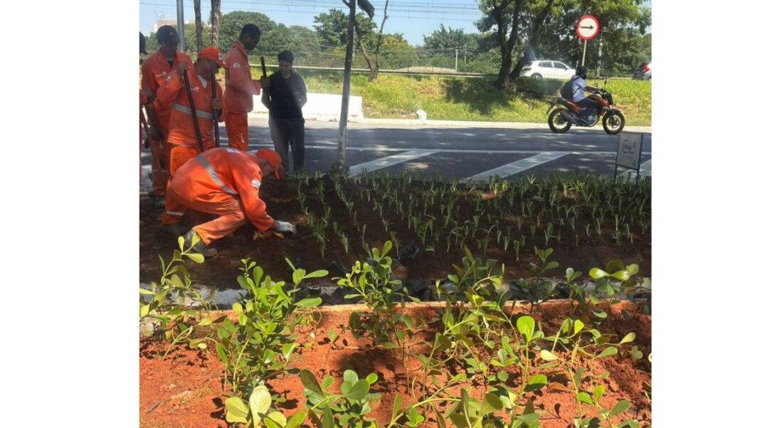 Jardim de Chuva Pinheiros